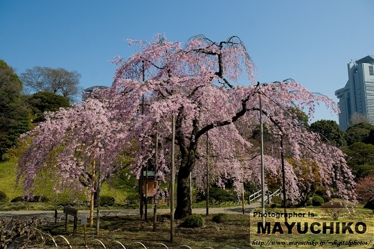 枝垂れ桜