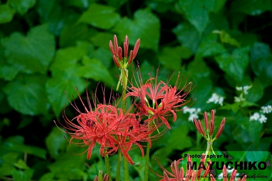 曼珠沙華