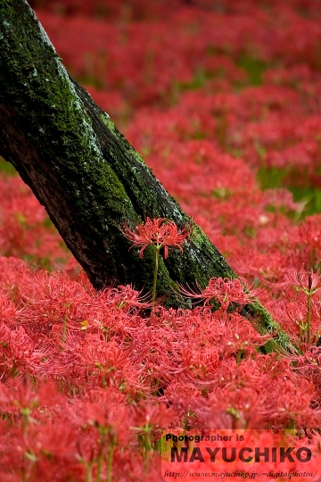 曼珠沙華