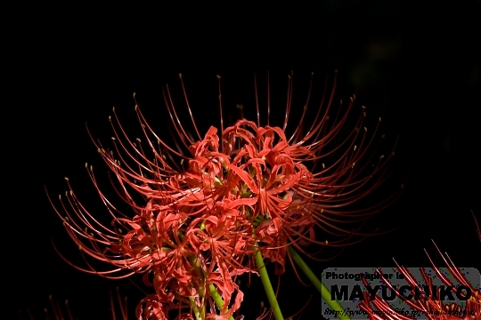 曼珠沙華