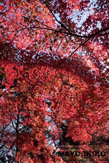 石神井公園－もみじ