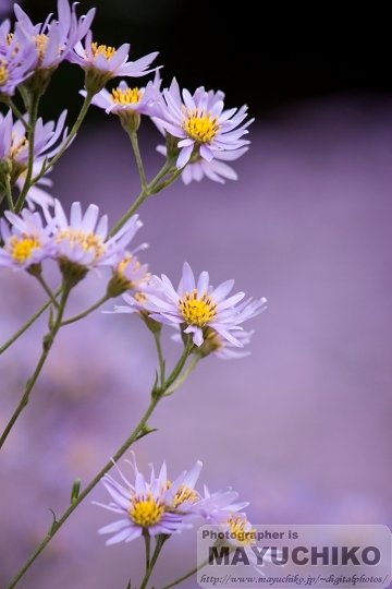 薄紫の花