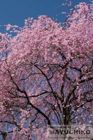 清雲寺のしだれ桜