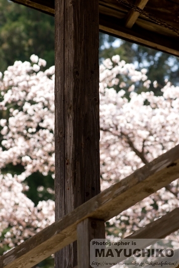 桜の季節