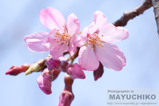 しだれ桜