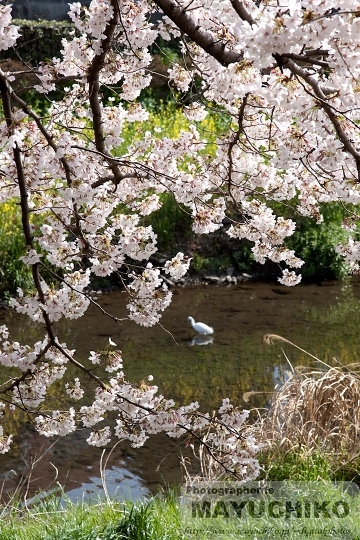 野川の桜