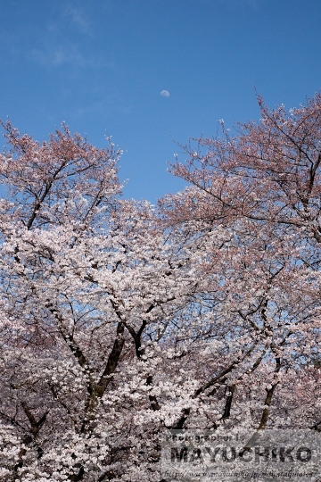 桜と月と青空と