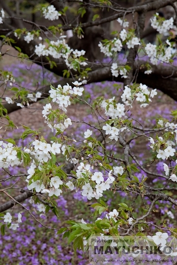 桜と大根花