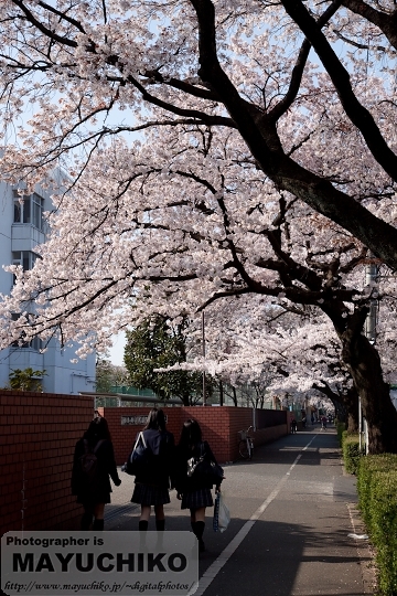 高校前の桜