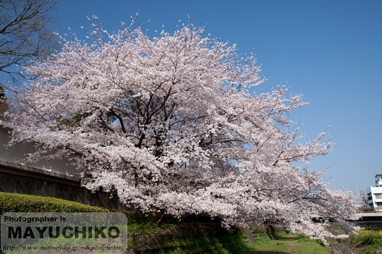 野川の桜（満開）