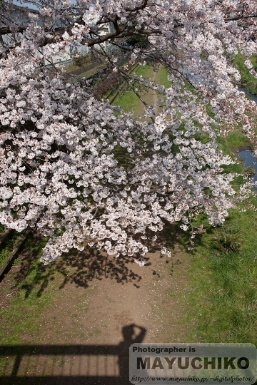 野川の桜（おまけ付き）