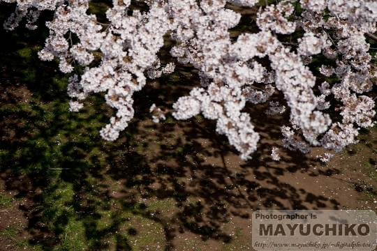 野川の桜