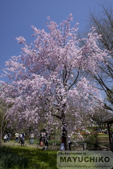 枝垂れ桜