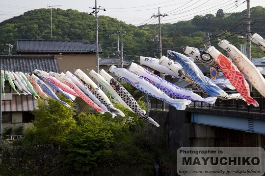 鯉のぼり