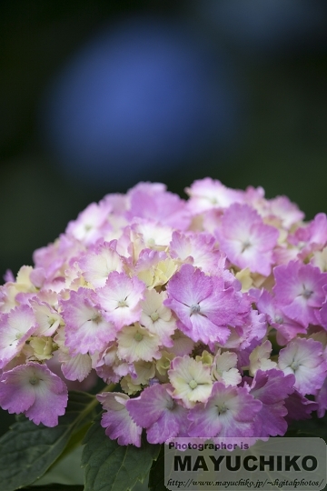 紫陽花その？