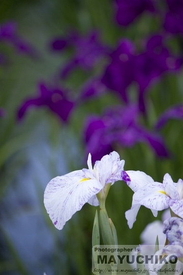 花菖蒲