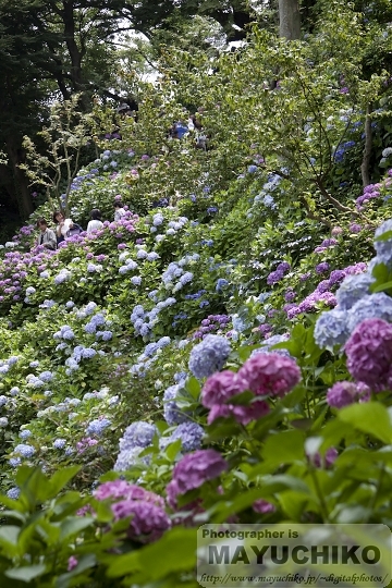 長谷寺の紫陽花