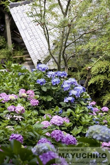 長谷寺－紫陽花