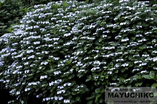 紫陽花