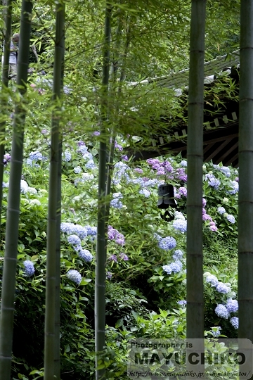 長谷寺の紫陽花