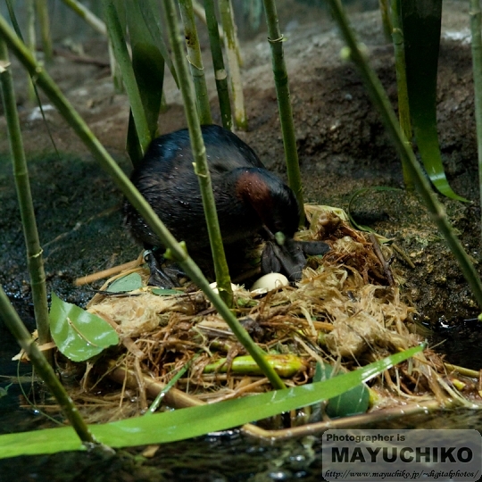 カイツブリの卵