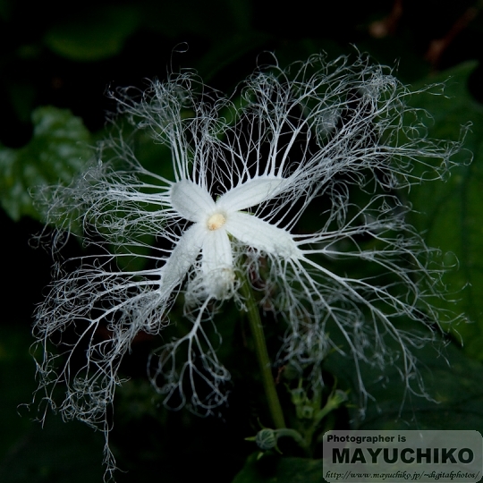 カラスウリの花