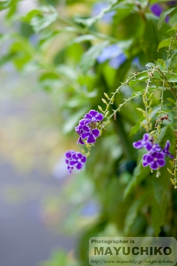 何の花？