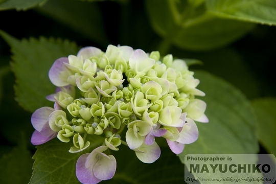 家の近くの紫陽花