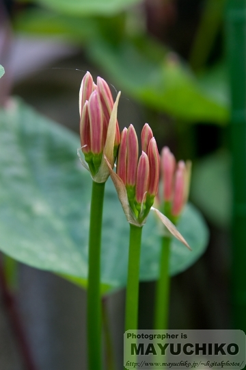 我が家の曼珠沙華