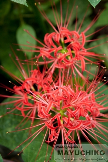 我が家の曼珠沙華