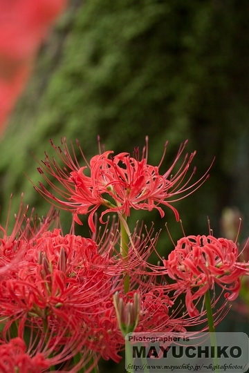 曼珠沙華