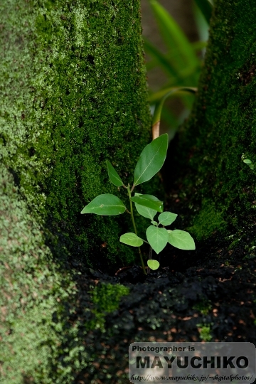 新芽