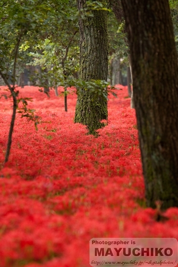 紅海