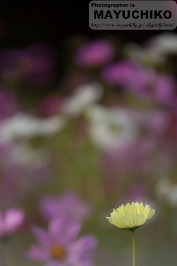 秋桜－黄色