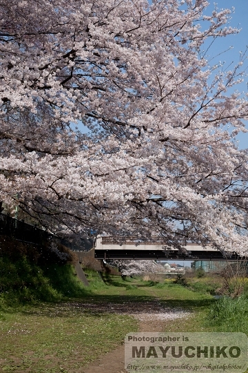 桜