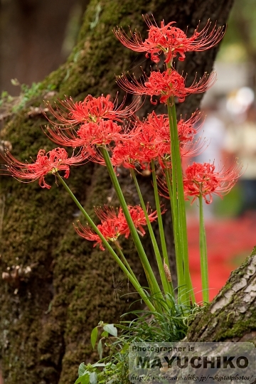 曼珠沙華