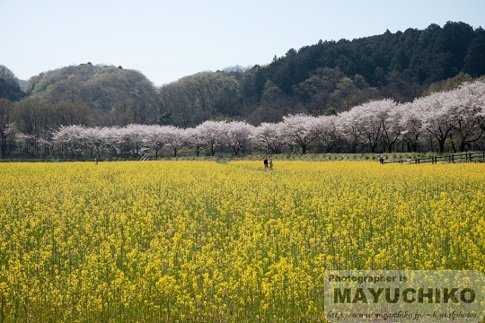 巾着田