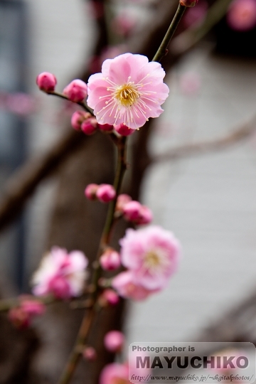 梅の花