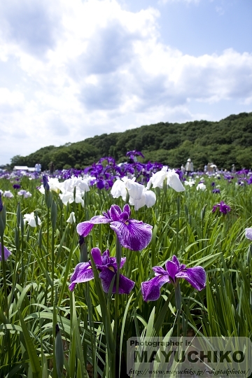 花菖蒲