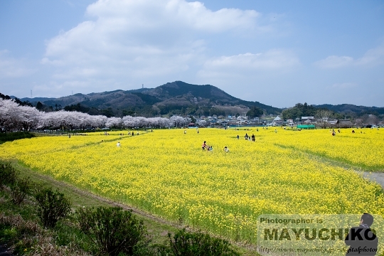 菜の花満開！