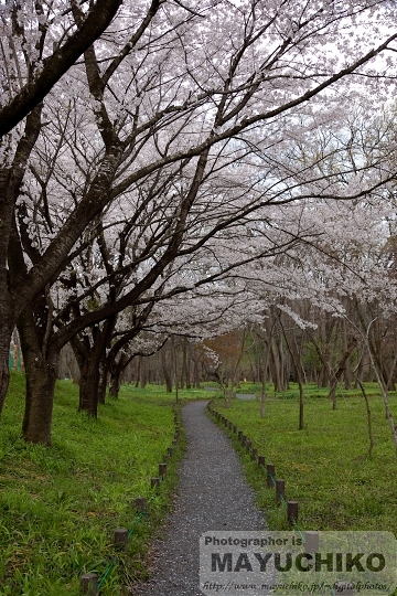 桜の咲く道