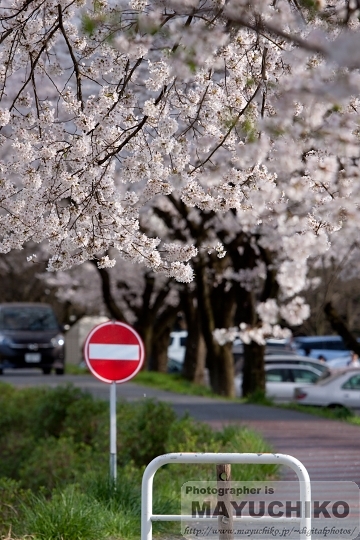 桜の道