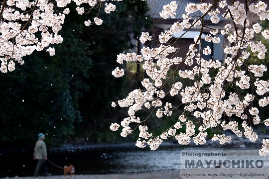 散歩道の舞い桜