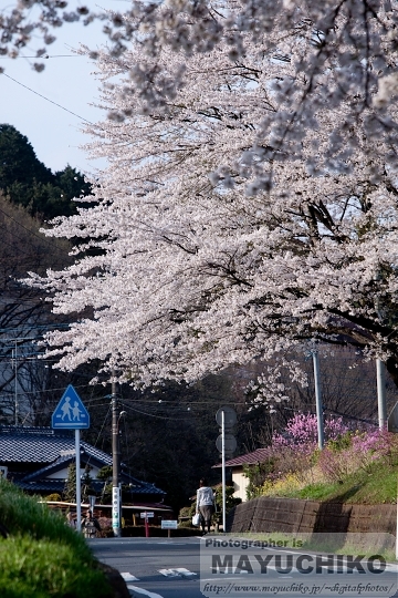 桜の咲く帰り道