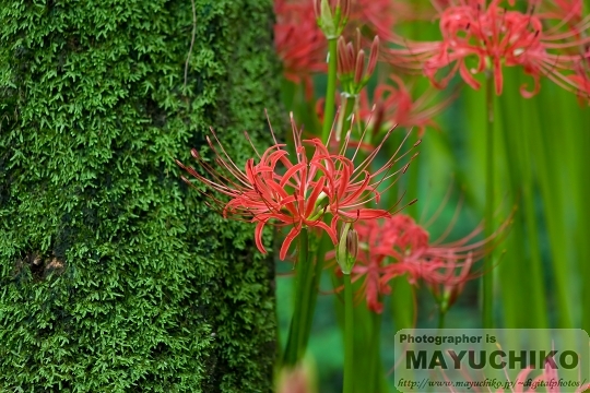 曼珠沙華