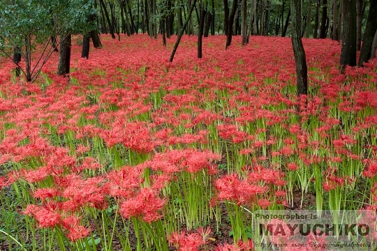 曼珠沙華