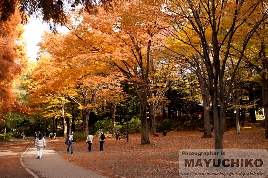 石神井公園の紅葉