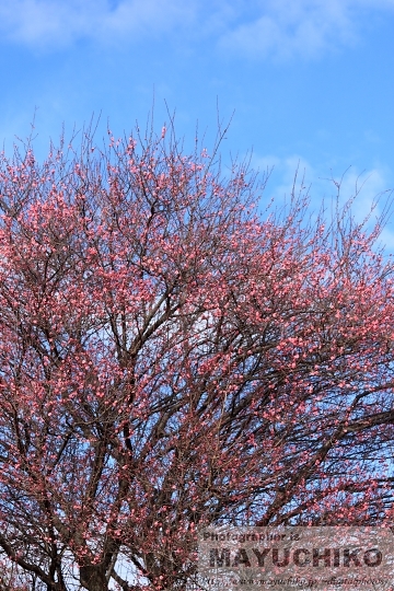 梅の花