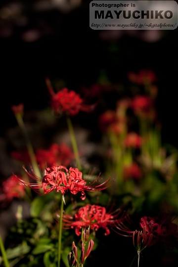 曼珠沙華