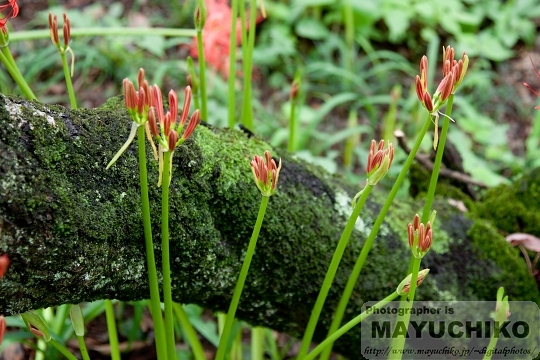 曼珠沙華